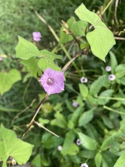 Ipomoea cordatotriloba