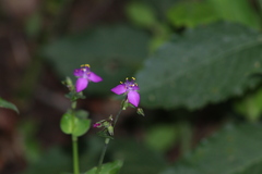 Tradescantieae