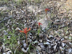Anigozanthos humilis