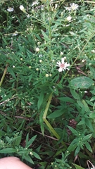 Symphyotrichum ontarionis