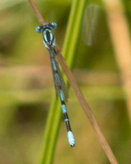 Argia bipunctulata