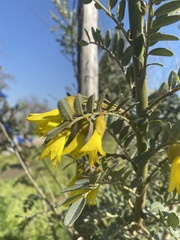 Sophora macrocarpa