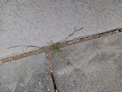 Digitaria ischaemum