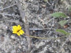 Goodenia trinervis