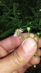 Symphyotrichum ontarionis