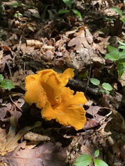 Cantharellus lateritius