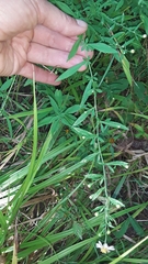 Symphyotrichum ontarionis