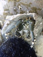 Clibanarius virescens