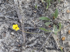 Goodenia trinervis