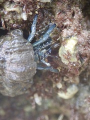 Clibanarius virescens