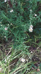 Symphyotrichum ontarionis