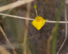 Utricularia