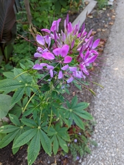 Cleome houtteana