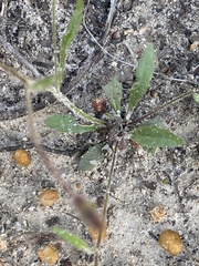 Goodenia trinervis