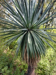Furcraea parmentieri