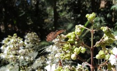 Anastrus sempiternus simplicior