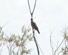 Sturnus vulgaris