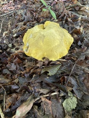 Retiboletus ornatipes