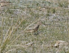 Emberiza hortulana