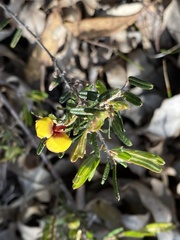 Bossiaea eriocarpa