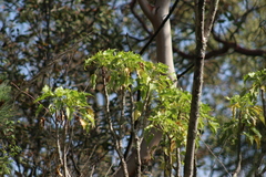 Pittocaulon praecox