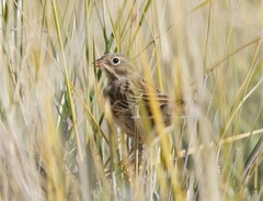 Emberiza hortulana
