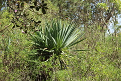 Furcraea parmentieri