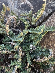 Myriopteris gracillima