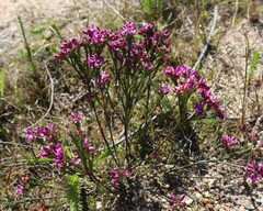 Polygala ericifolia
