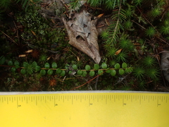 Gaultheria hispidula