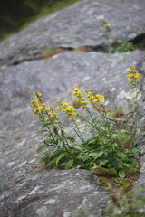 Solidago simplex