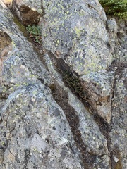 Myriopteris gracillima