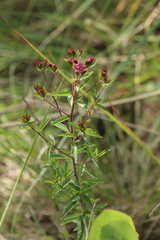 Stevia viscida
