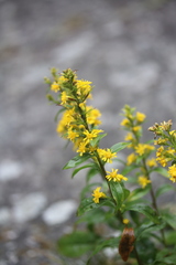 Solidago simplex