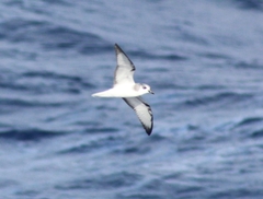 Pterodroma