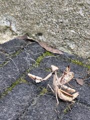 Stagmomantis carolina