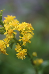 Solidago simplex