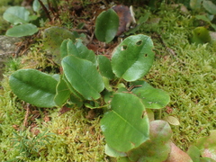 Epigaea repens