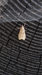 Eudonia truncicolella