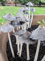 Coprinopsis