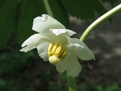 Podophyllum peltatum