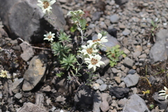 Leontopodium sinense