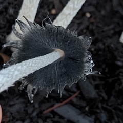 Coprinopsis