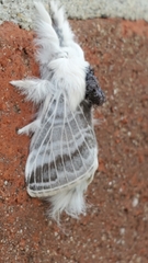 Tolype velleda