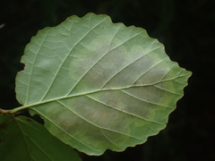 Cameraria hamameliella