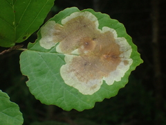 Cameraria hamameliella