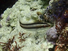 Thalassoma amblycephalus