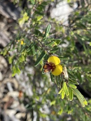 Bossiaea eriocarpa