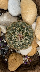 Coryphantha compacta