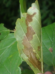 Caloptilia superbifrontella